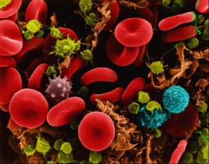 Isn't this pretty? This is what the cells in the immune system look like.